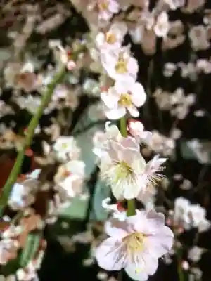 成願寺(東京都)