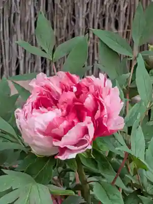 鶴岡八幡宮(神奈川県)