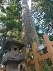 須山浅間神社の自然