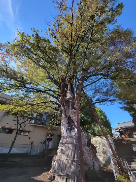 白山神社の自然