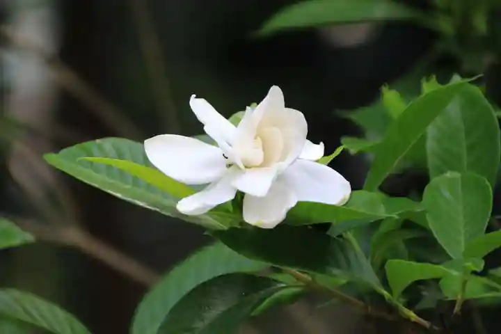 開成山大神宮の庭園