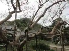 極楽寺（霊鷲山感應院極楽律寺）(神奈川県)