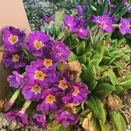 豊景神社の自然
