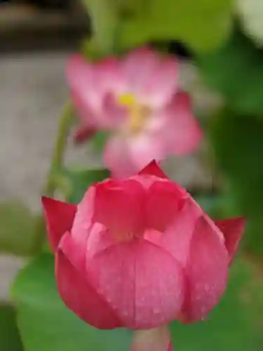 普門寺(切り絵御朱印発祥の寺)の自然