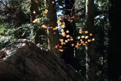 鹿島大神宮の自然