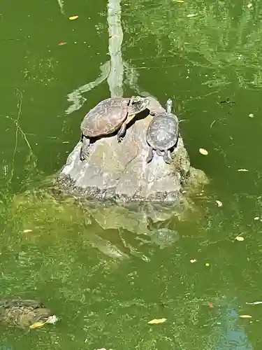 亀戸天神社の動物