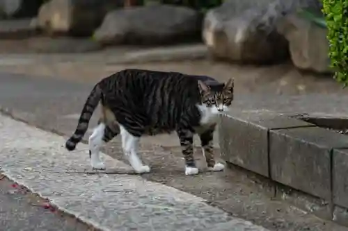 白山神社の動物