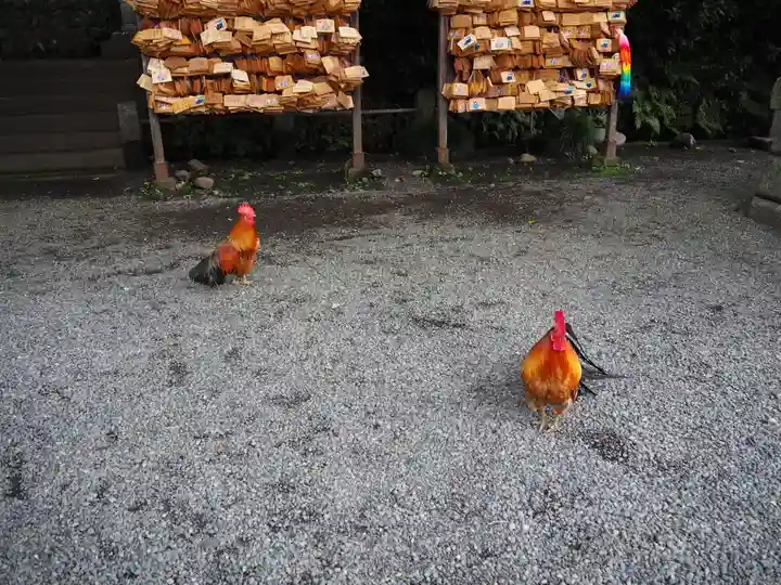 谷保天満宮の動物