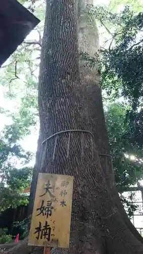 鳩ヶ谷氷川神社の自然