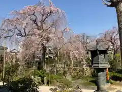 芳林寺の自然