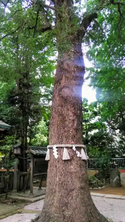 駒込天祖神社の自然