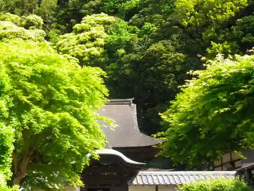 正続院（円覚寺塔所）の自然