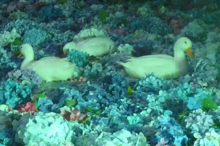 楽法寺(雨引観音)の動物