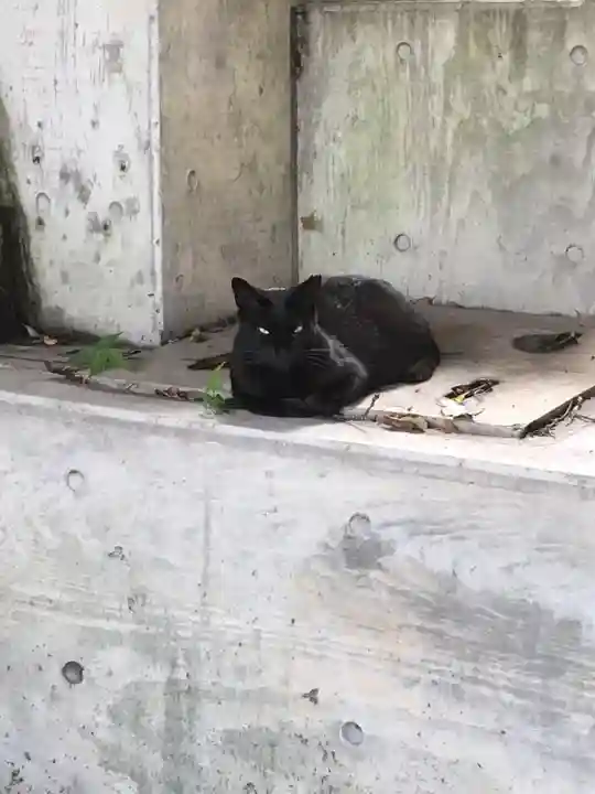 澤蔵司稲荷(慈眼院)の動物