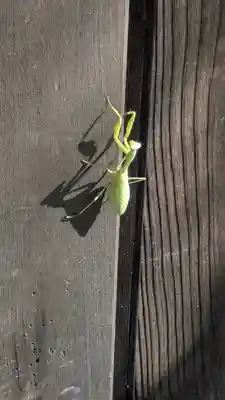 眞休寺(京都府)