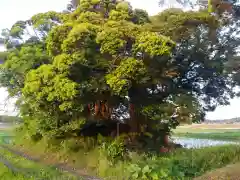 水神社の自然