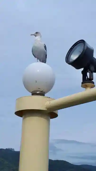 神社(洞爺湖中の島)の動物