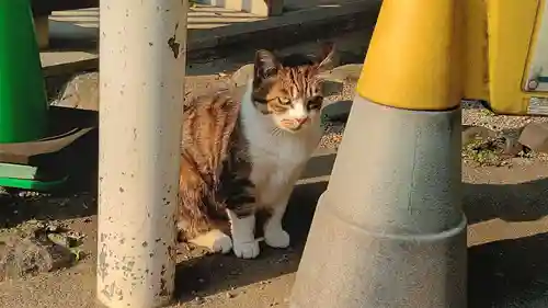 荻窪白山神社の動物
