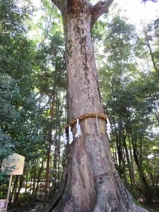 宇治上神社の自然