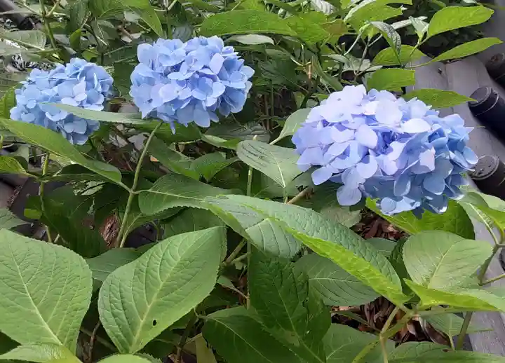 長谷寺(神奈川県)