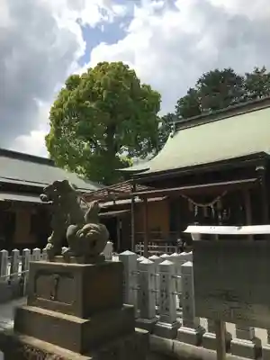 星川杉山神社の狛犬