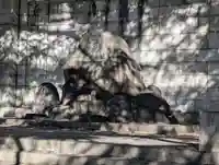 濠北方面戦没者慰霊碑(旧尼港事件慰霊碑設置場所)(東京都)