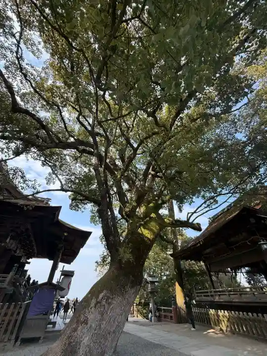 金刀比羅宮の{uncategorized: "未分類", other: "その他", undefined: "問題あり", building: "その他建物", grave: "お墓", sacred_gate: "鳥居", guardian: "狛犬", statue: "像", buddha: "仏像", history: "歴史", nature: "自然", garden: "庭園", animal: "動物", pagoda: "塔", temizu: "手水舎", mountain_gate: "山門・神門", sanctuary: "本殿・本堂", subordinate: "末社・摂社", art: "芸術", scenery: "景色", jizo: "地蔵", ema: "絵馬", goshuin: "御朱印", omikuji: "おみくじ", items: "授与品その他", amulet: "お守り", goshuincho: "御朱印帳", eats: "食事", festival: "お祭り", votive_dance: "神楽", shichigosan: "七五三参", wedding: "結婚式", experience: "体験その他", initially: "初詣", around: "周辺", anti_infection: "感染症対策"}