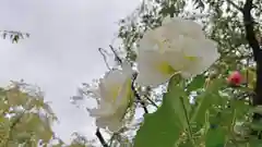 平野神社の自然