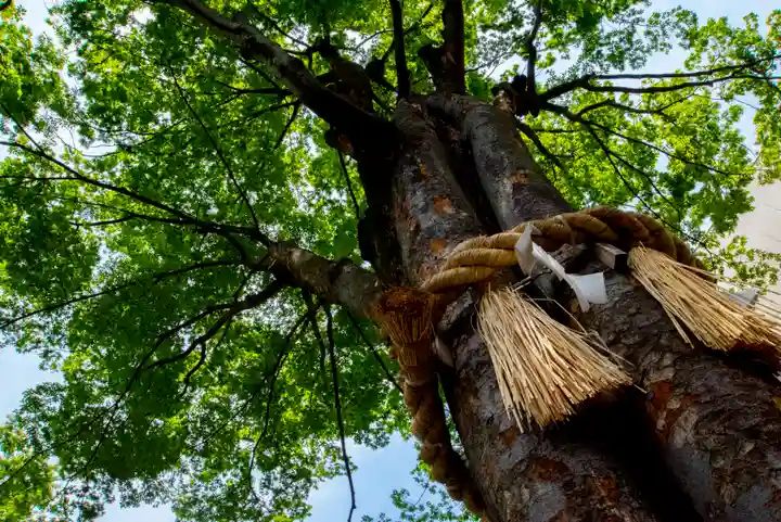 子安神社の自然