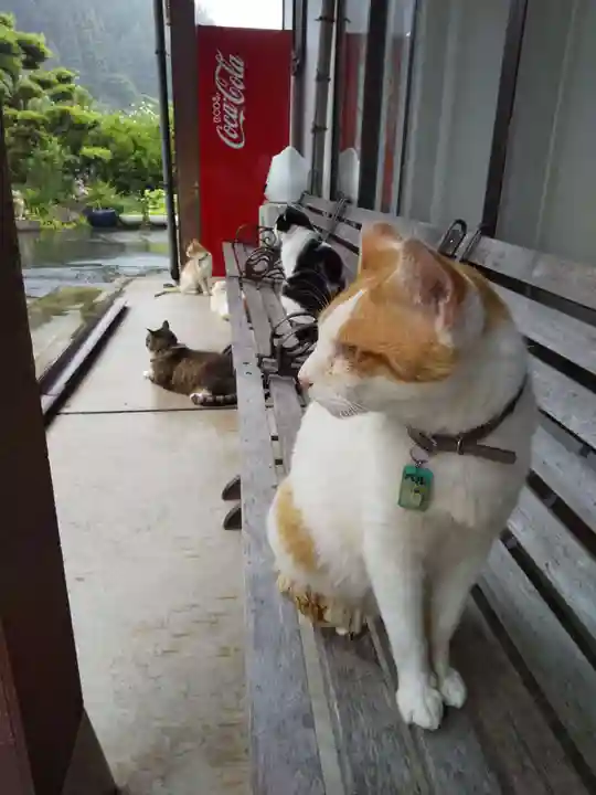 御誕生寺(猫寺)の動物