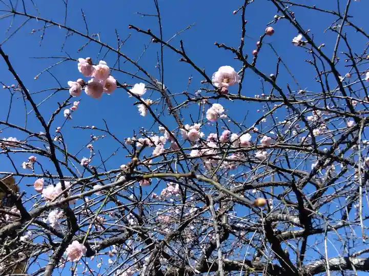 濱名惣社神明宮(静岡県)