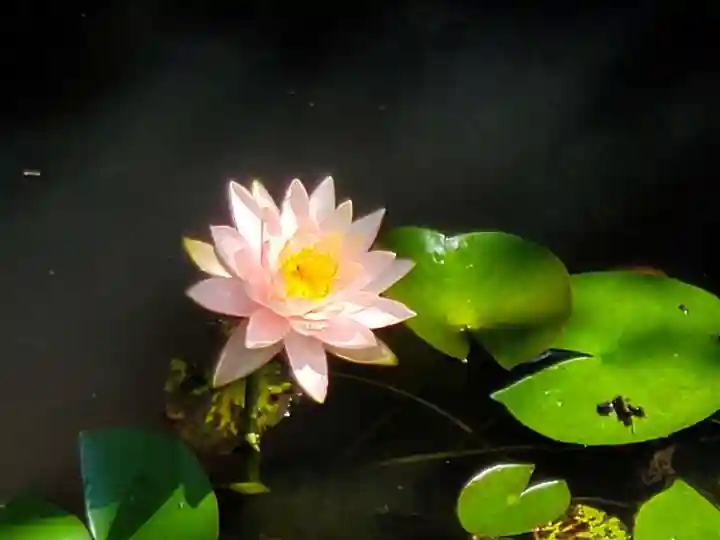 福祥寺(須磨寺)の自然