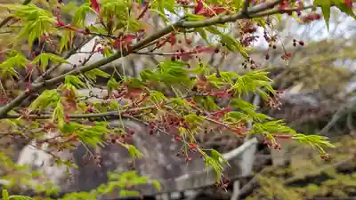 勝林寺(京都府)