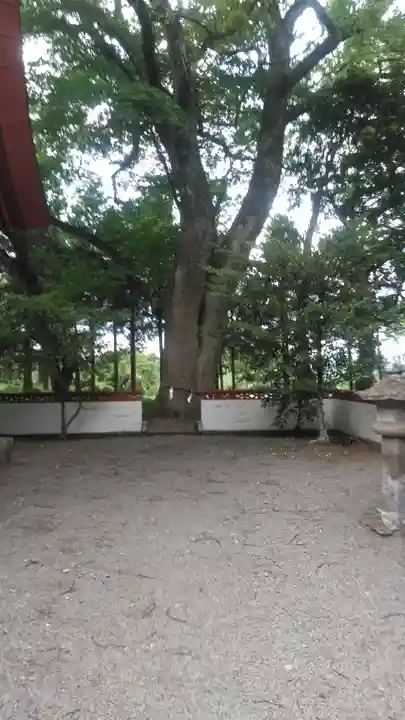 妻垣神社の自然