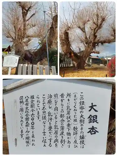 矢作神社の自然