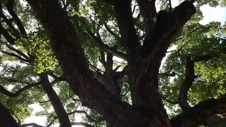 平野神社の自然