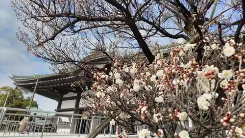 覚王山 日泰寺の自然