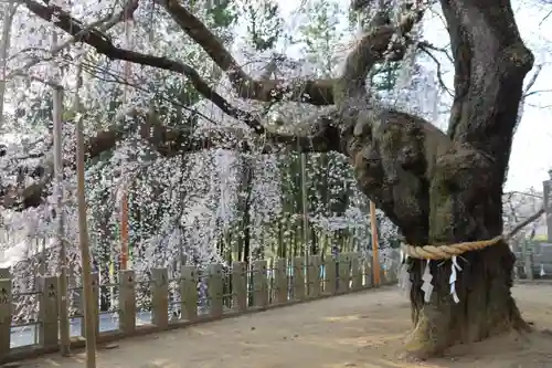 小川諏訪神社の自然