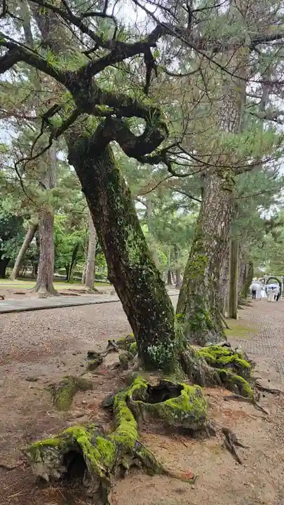 出雲大社(島根県)