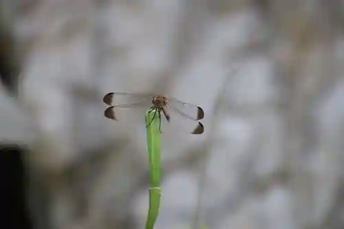 鹿島大神宮の動物