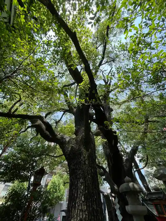 若一神社の自然