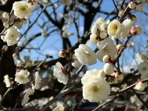 太宰府天満宮の自然