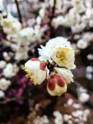 成子天神社(東京都)