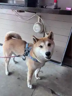 香取神宮(千葉県)