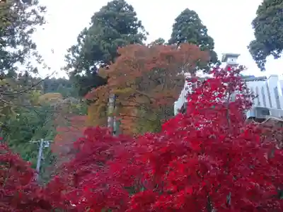 大山阿夫利神社の自然