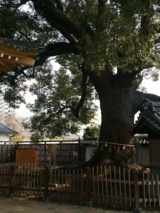 大聖観音寺(あびこ観音)の自然