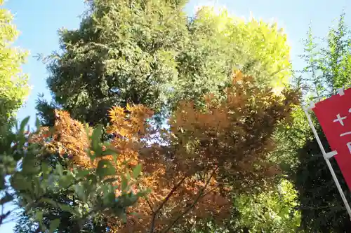 秋葉神社の自然