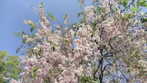 平野神社の自然