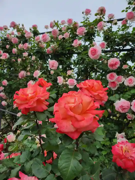 子安神社(茨城県)