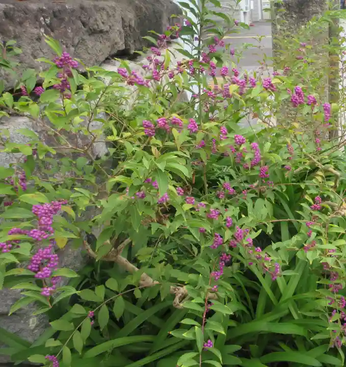 大巧寺(神奈川県)